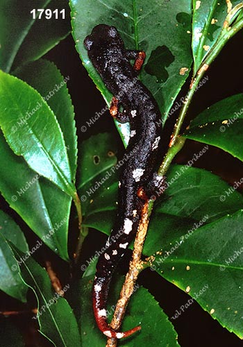 Pseudoeurycea-Aquiloeurycea sp.(Queretaro)